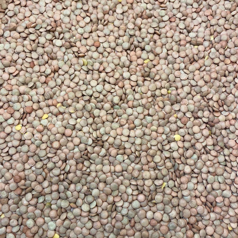 Lentils Green