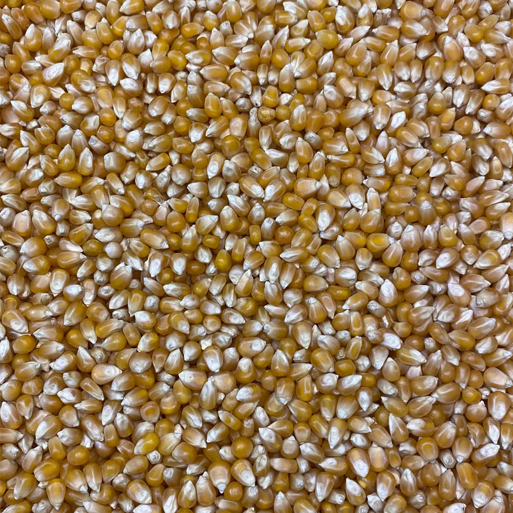Popping Corn